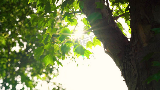 光束摄影照片_实拍唯美夏日夏天阳光透过植物光束