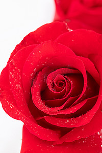 红玫瑰花瓣水珠清新白色背景摄影图配图