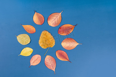 渐变植物叶子摄影照片_秋季彩色渐变叶子摆拍摄影图配图