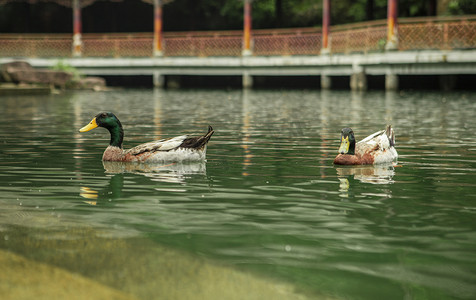 水上两只鸭早上鸭子公园无摄影图配图