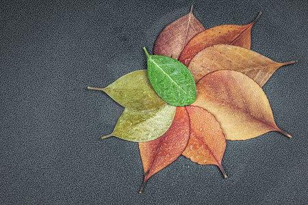 秋季树叶植物红色叶子摄影图配图