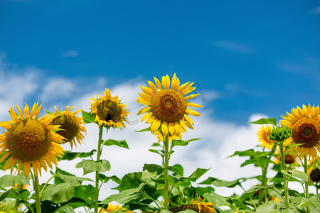 小花清新摄影照片_向日葵夏天花朵公园赏花摄影图配图