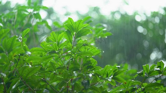 风景实拍摄影照片_实拍夏日夏季夏天大暴雨雨滴下雨