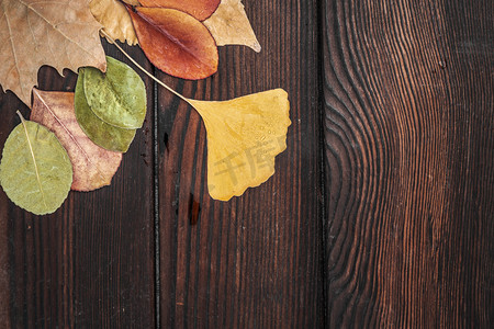 木板上的秋季植物彩色叶子摄影图配图