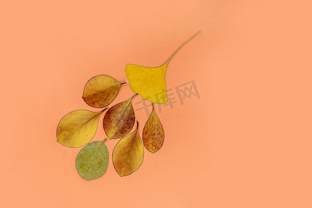 黄色背景秋季叶子植物创意图案摄影图配图