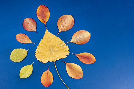 渐变植物叶子摄影照片_创意排列渐变彩色叶子摄影图配图