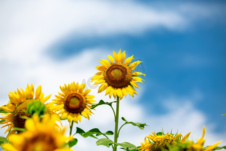 开花摄影照片_向日葵夏至花葵花开花摄影图配图