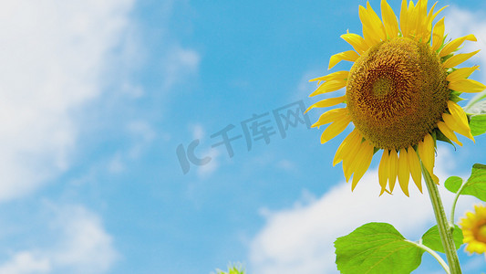 浪漫唯美海报素材摄影照片_唯美夏天蓝天下的向日葵花朵自然风景