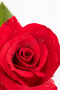 红玫瑰节日七夕情人节素材摄影图配图