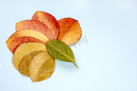 渐变植物叶子摄影照片_彩色树叶组合秋季植物摄影图配图