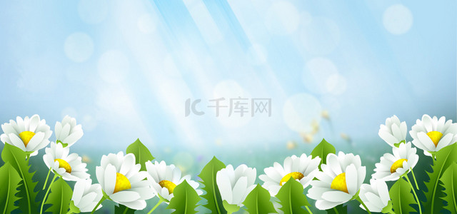 白菊白色花朵绿叶植物护肤背景