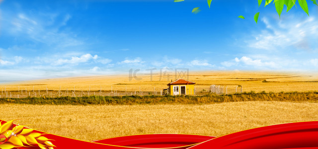 稻田背景背景图片_农产品农业背景图