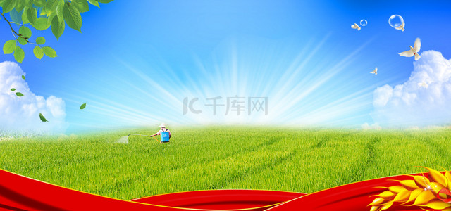 水稻背景图片_农作物农产品背景