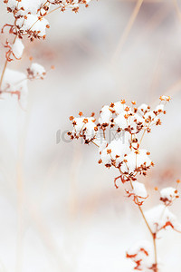 二十四节气大雪背景素材