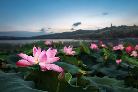 狗年吉祥紫色摄影照片_湖南长沙夜晚荷塘月色日落荷花摄影图配图