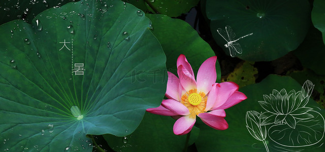 大暑节气简约背景图片_简约清新大暑节气荷花背景