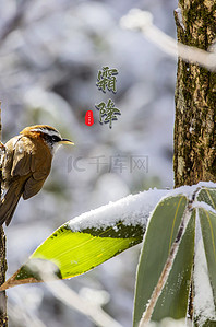 立冬竹叶背景图片_竹叶下雪霜降背景模板