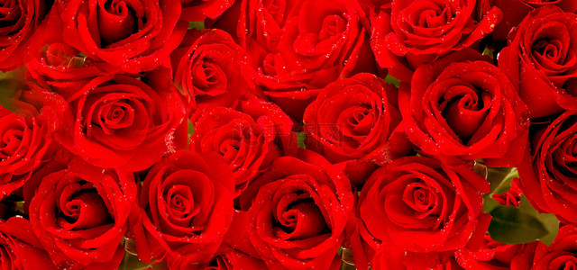 红色鲜艳玫瑰花背景