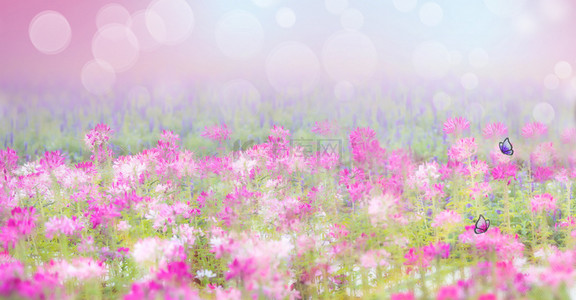 紫色创意花朵背景图片_创意简约花海唯美背景合成