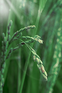水稻背景图片_小满节气水稻绿色