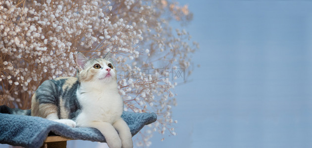 文艺背景图片_动物猫咪清新背景