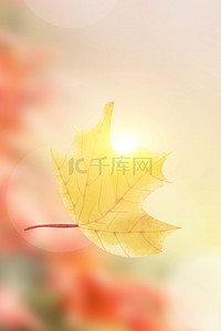 24传统节气秋分背景图片_24节气简约秋分枫叶背景海报