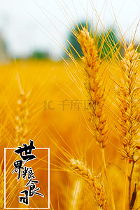 黄金小麦背景图片_世界粮食日秋收小麦粮食秋色竖图背景