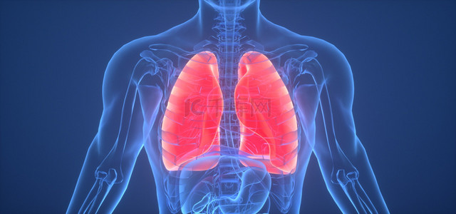 C4D创意医疗肺部人体结构