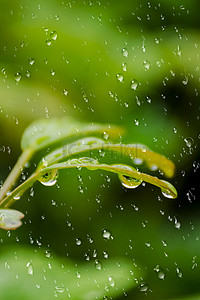 二十四节气谷雨背景