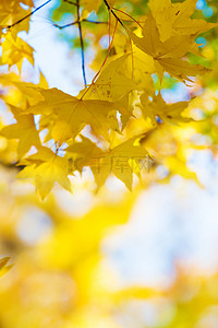 小清新二十四节立秋背景图片