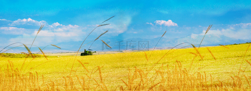 水稻背景图片_秋收金色的麦田农业背景