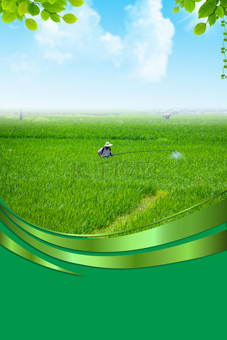 绿色有机农业农田风光农村绿色稻田背景