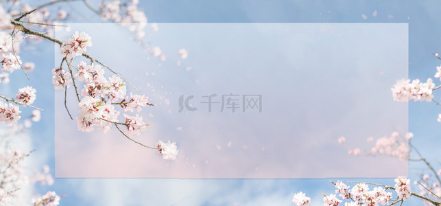 樱花花朵清新背景图片_春天春季樱花粉色背景图