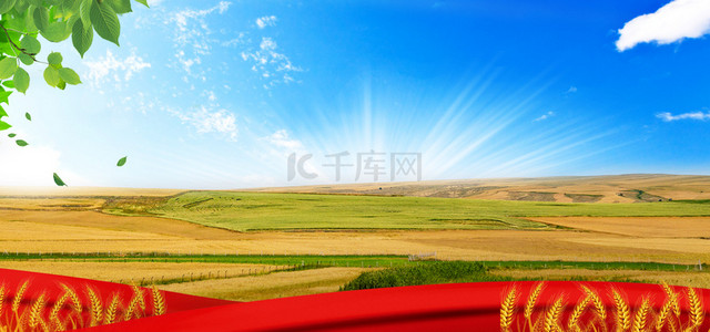 水稻背景图片_农业农产品海报背景