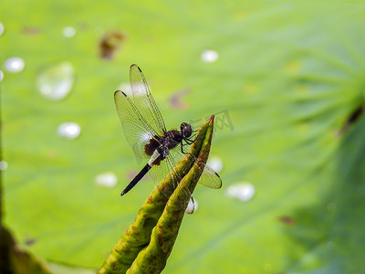 清新荷花摄影照片_荷叶蜻蜓昆虫植物荷花池摄影图摄影图配图