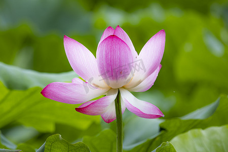 莲花楼李相夷摄影照片_莲花开下午荷花西湖开花摄影图配图