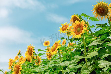 向日葵盛夏葵花公园赏花摄影图配图