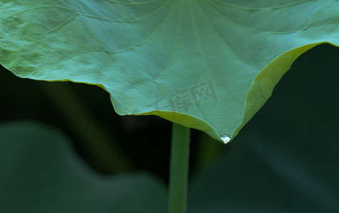 绿色露珠摄影照片_荷珠叶上的露g夏天中午荷叶水珠池塘静止摄影图配图