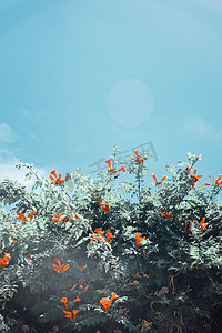 夏季晴朗植物花朵蓝天文艺背景摄影图配图