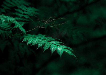 大暑摄影照片_文艺小清新植物白天植物雨后树木植物摄影图配图