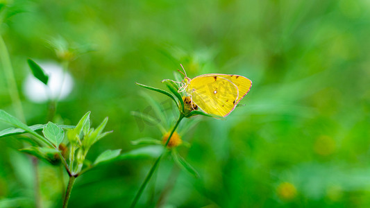 野外的蝴蝶小暑黄蝴蝶农村草地停在草尖上摄影图配图