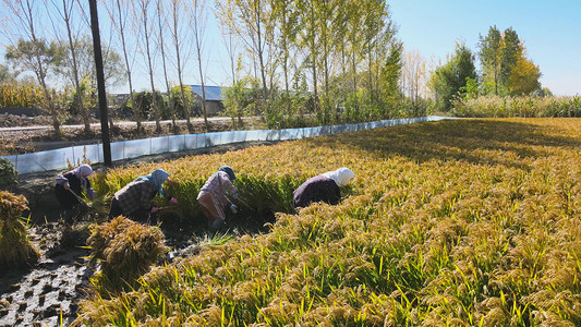 秋季丰收农民收割水稻农业田野水稻收割