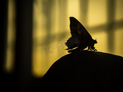 蝴蝶剪影晚上一只蝴蝶石头上站着的剪影摄影图配图