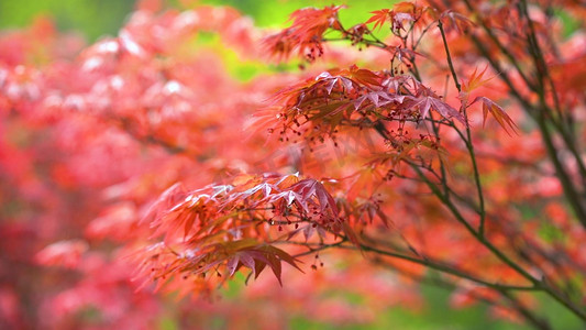 秋天唯美红枫叶随风摇摆自然风景