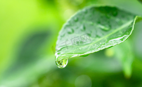 夏天我想飞摄影照片_夏天雨滴白昼一滴露水户外雨后拍摄摄影图配图