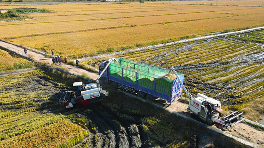 现代化农业摄影照片_秋收丰收稻谷收割机械装车农业