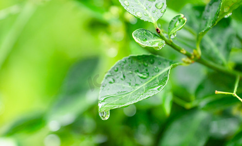 绿色露珠摄影照片_夏天雨滴露珠白昼植物叶子雨滴户外水滴滑落摄影图配图