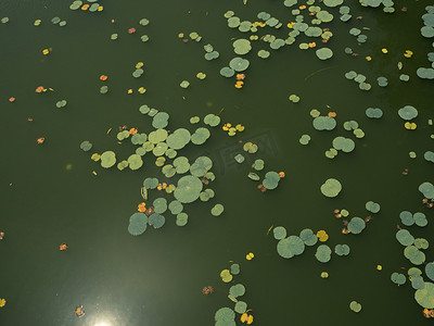 荷花白天池塘里的荷叶水面上漂着摄影图配图