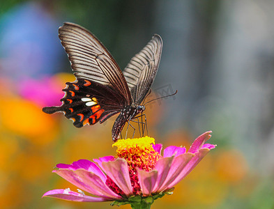 彩色水墨喷溅效果摄影照片_百果园早晨彩色蝴蝶昆虫动物世界摄影图配图