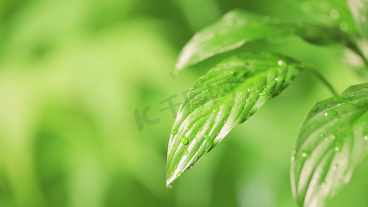 滴落摄影照片_春天浇水灌溉绿色植物绿叶上滴落水珠